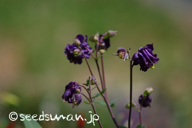 aquilegia_hyb_20150428