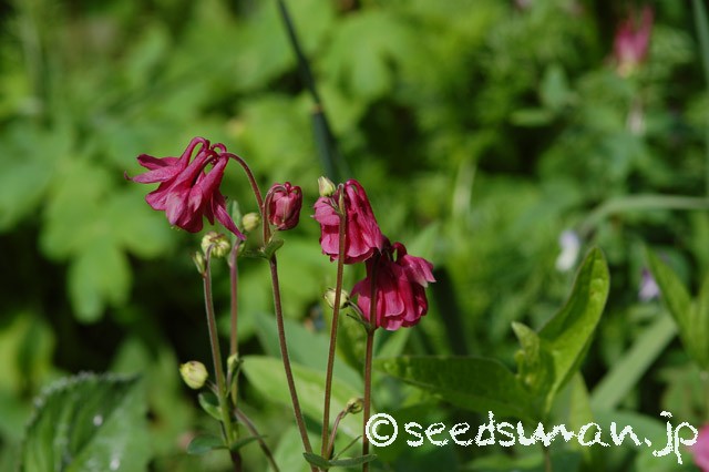 aquilegia_hyb_20150430_2