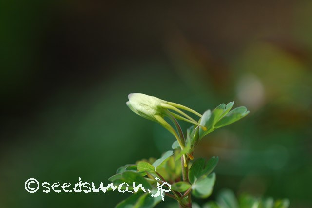 aquilegia_longissima_20150425