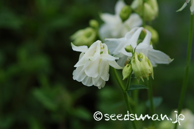 aquilegia_vulgaris_v_alba_Double_20150429