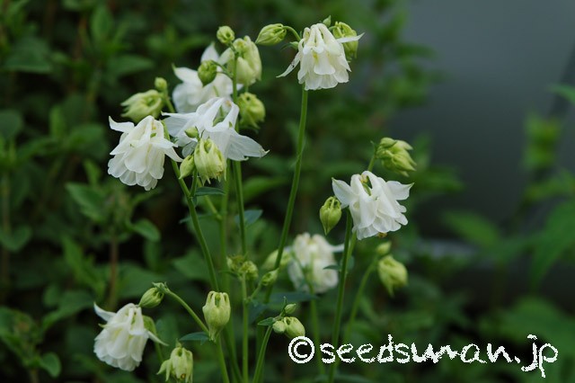 aquilegia_vulgaris_v_alba_Double_20150429_2