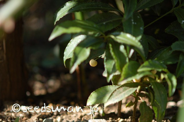 ardisia_crenata_f_leucocarpa_20150402