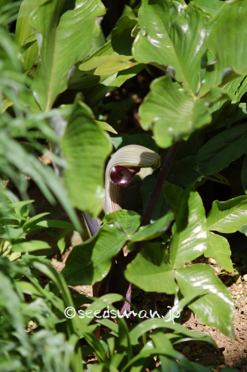 arisaema_ingens_20150424