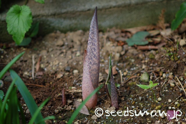 arisaema_ringens_20150406