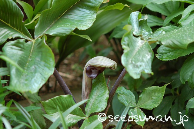 arisaema_ringens_20150420
