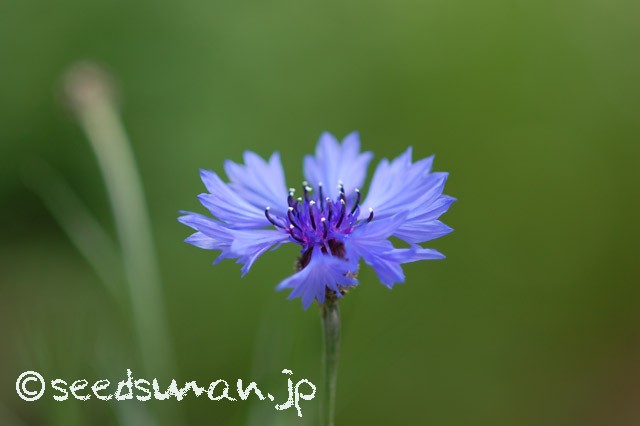 centaurea_cyanus_GivernyBlue_20150422