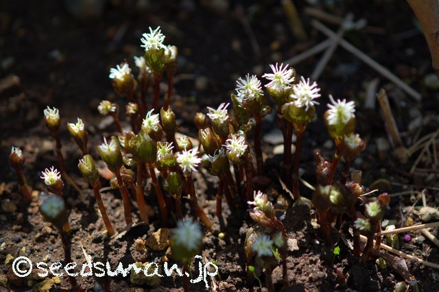 chloranthus_japonicus_20150401_1jpg