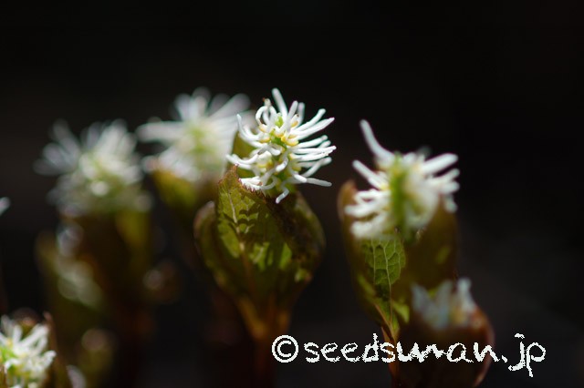 chloranthus_japonicus_20150401_2jpg