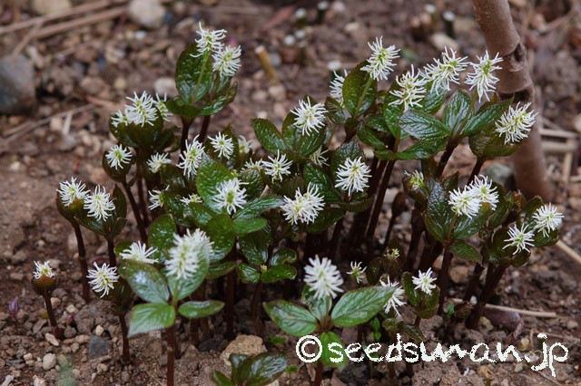 chloranthus_japonicus_20150404