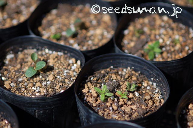 cistus_incanus_helleborus_lividus_ssp_corsicus_20150331