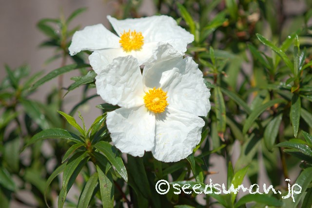 cistus_ladanifer_20150426_1