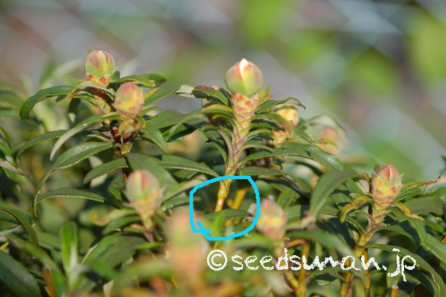 cistus_ladanifer_20150426_2