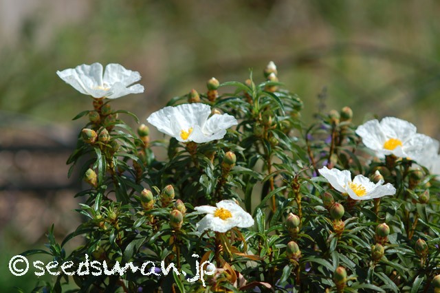 cistus_ladanifer_20150430_1