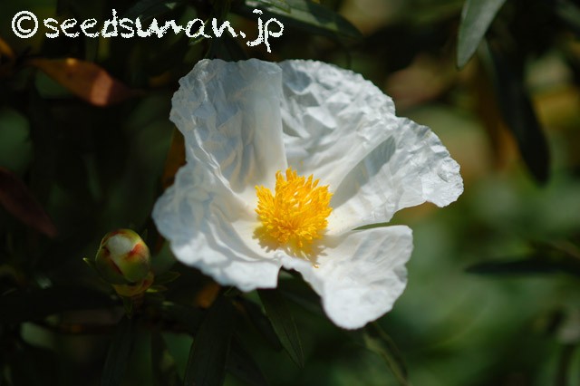 cistus_ladanifer_20150430_2