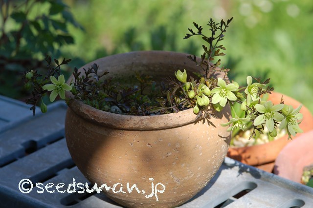 clematis_petriei_20150415