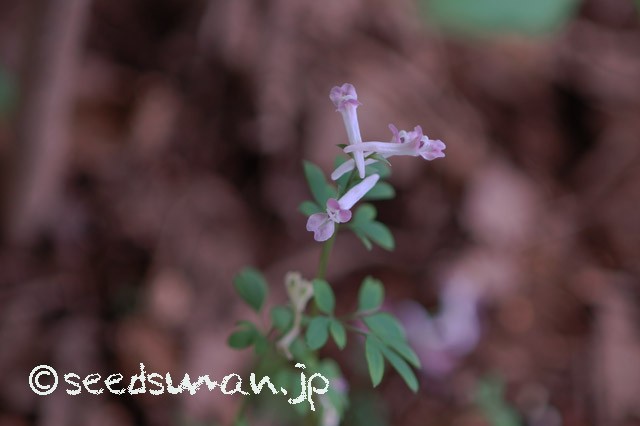 corydalis_decumbens_20150406