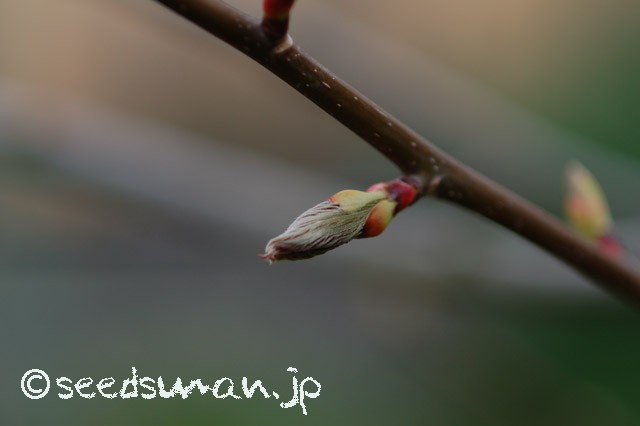 davidia_involucrata_20150416