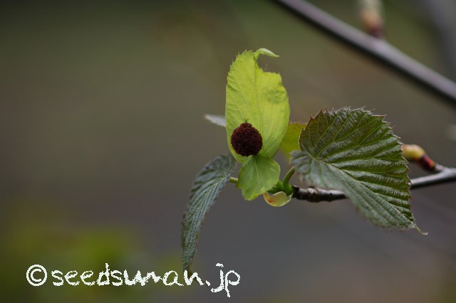 davidia_involucrata_20150422