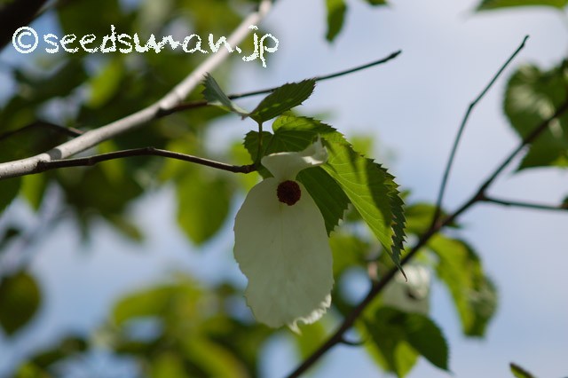 davidia_involucrata_20150430_1