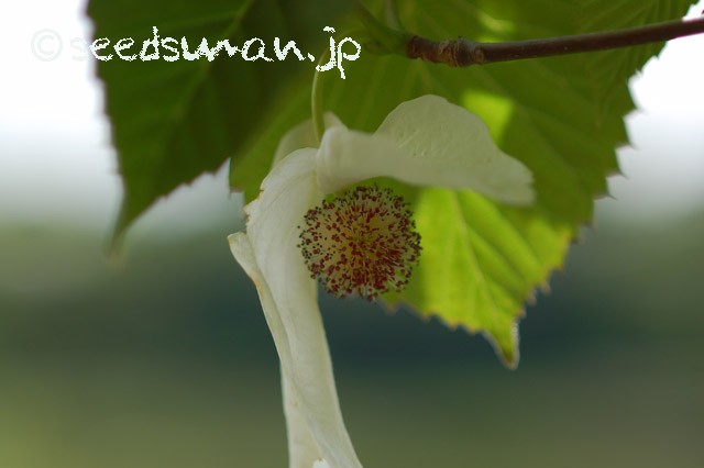 davidia_involucrata_20150430_2