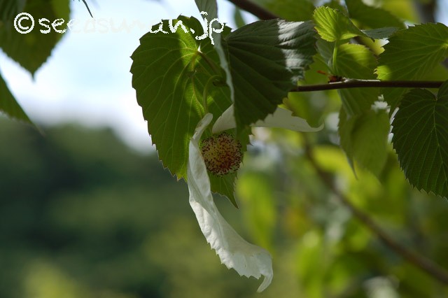 davidia_involucrata_20150430_3