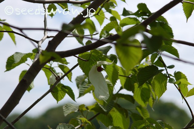 davidia_involucrata_20150430_4