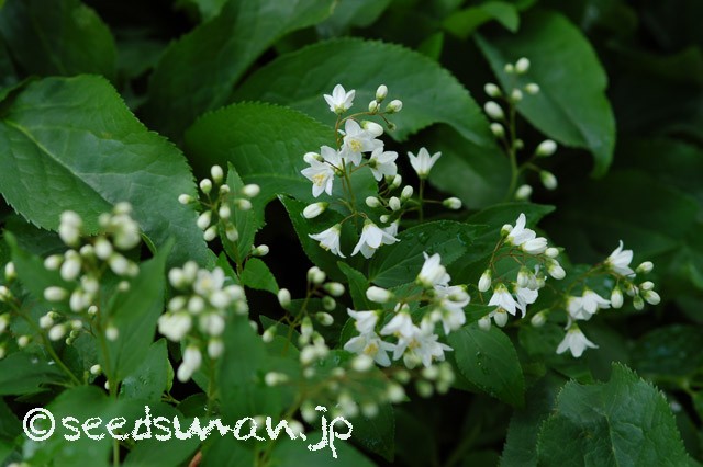 deutzia_gracilis_20150423