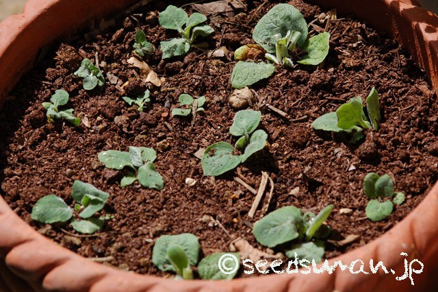 digitalis_purpurea_20150409