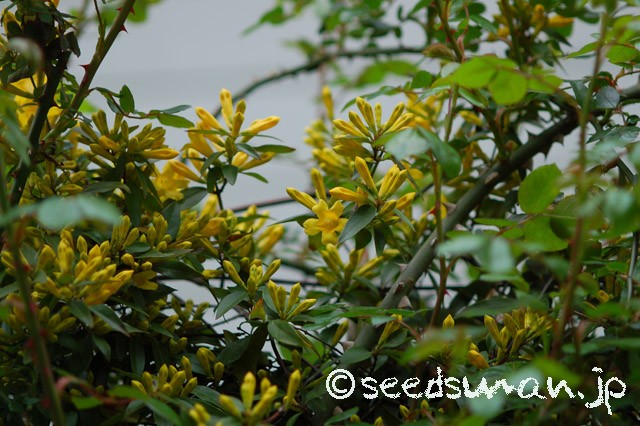 gelsemium_sempervirens_20150420