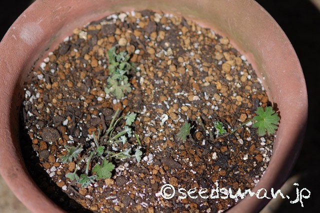 geranium_harveyi_20150402