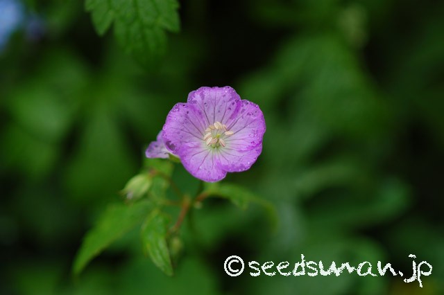 geranium_maculatum_20150411
