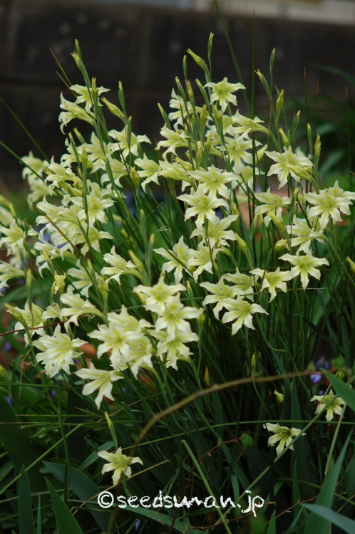 gladiolus_tristis_v_concolor_viridiflora_20150420