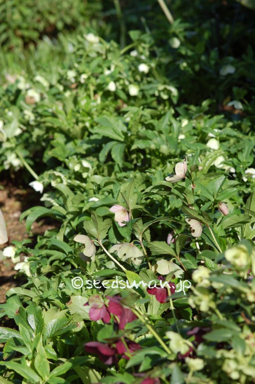 helleborus_orientalis_20150402