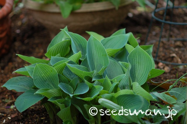 hosta_HadspenBlue_20150422
