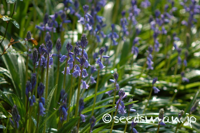 hyacinthoides_hispanica_20150423