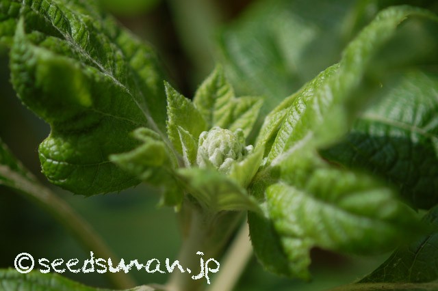 hydrangea_quercifolia_20150422