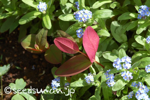 hypericum_androsaemum_AlburyPurple_20150415