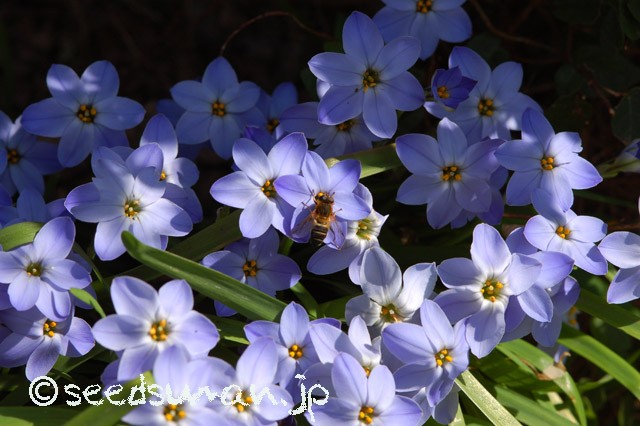 ipheion_RolfFiedler_20150415