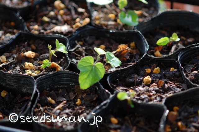 ipomoea_indica_20150406