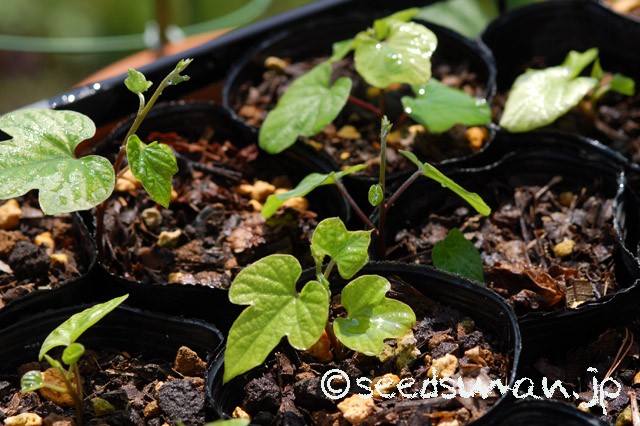ipomoea_indica_20150416