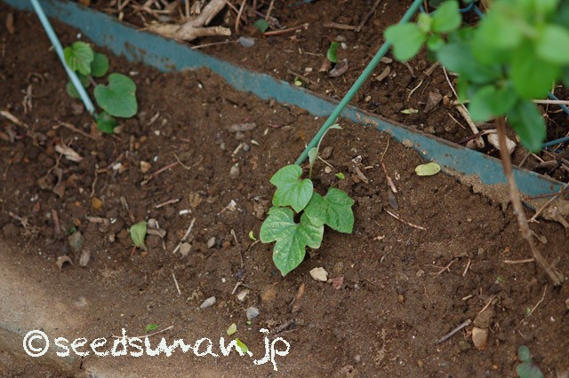 ipomoea_indica_20150422