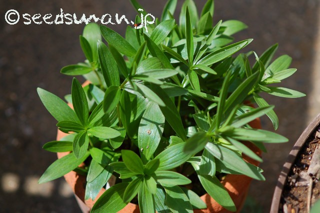 lilium_canadense_20150430