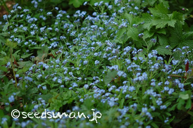 myosotis_20150420
