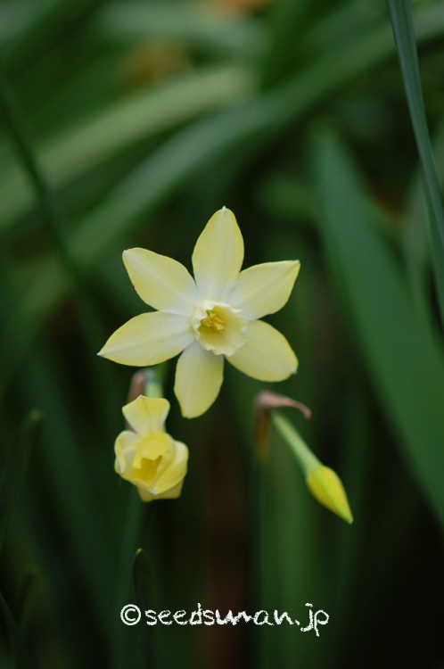 narcissus_Pipit_20150406