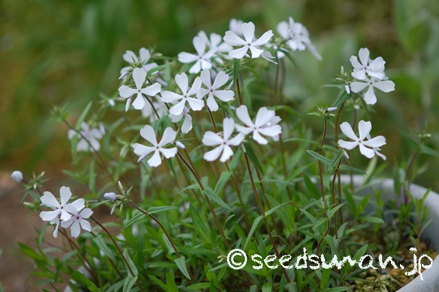 phlox_divaricata_20150420