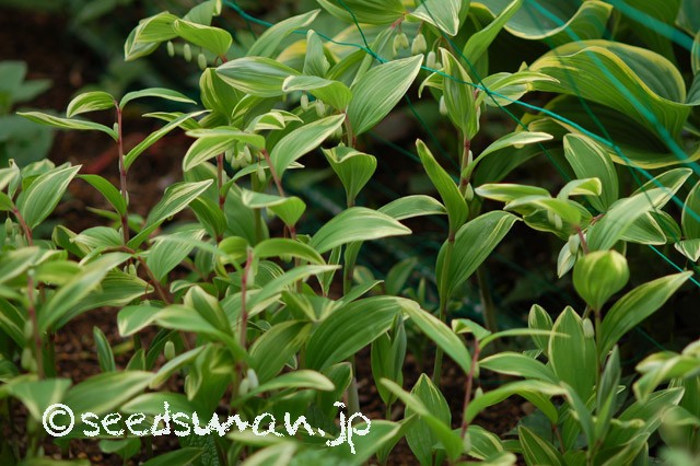 polygonatum_odoratum_v_pluriflorum_20140422