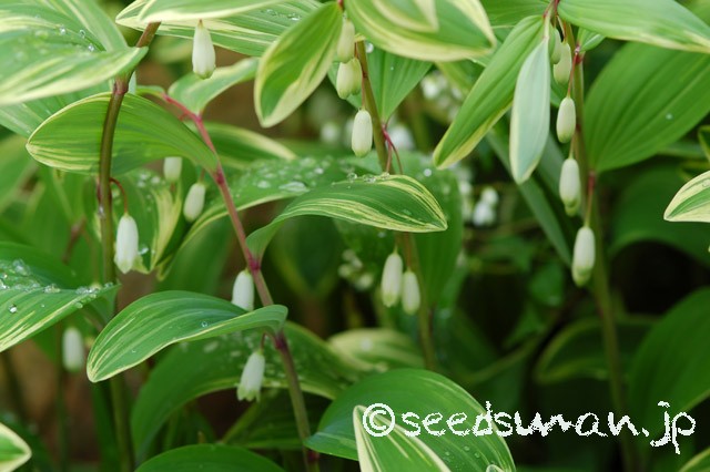 polygonatum_odoratum_v_pluriflorum_20140423