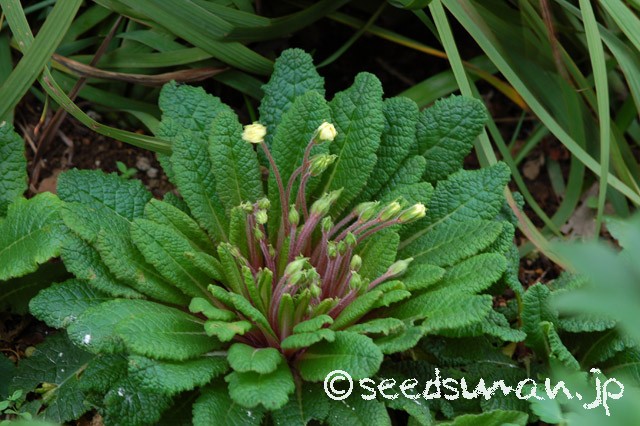 primula_Doubleprimroses_Y_20150404