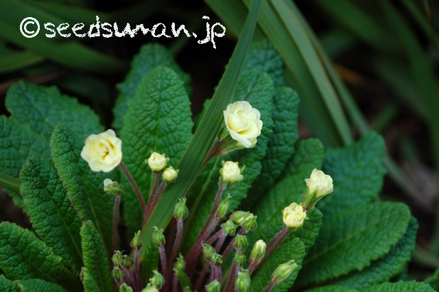 primula_Doubleprimroses_Y_20150406_1