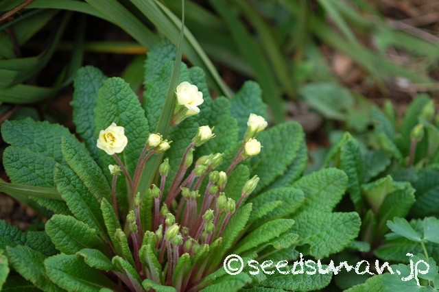primula_Doubleprimroses_Y_20150406_2